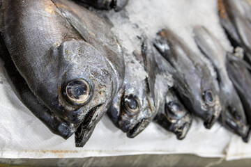 Fresh fish at the Central Market (Mercado Central) in Santiago de Chile