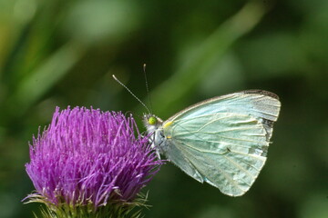 Cabbage butterfly on a Scotch thistle flower in a field in Cotacachi, Ecuador