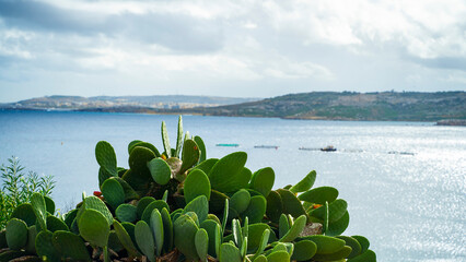 ships buildings beautiful mediterranean sea malta island sand stones sun cacti © Tymoteusz