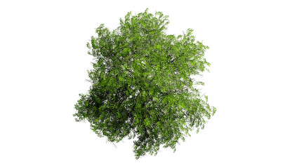 Fototapeta na wymiar 3D Top view Green Trees Isolated on PNGs transparent background , Use for visualization in architectural design or garden decorate 