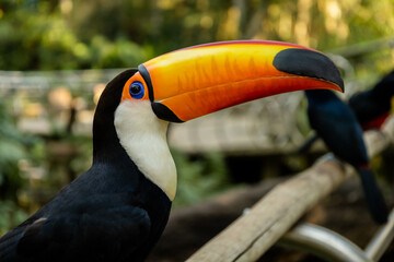 Fototapeta premium Parque das Aves em Foz do Iguaçu - Ph Rodrigo Mattjie 
