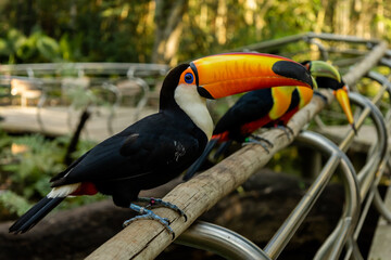 Parque das Aves em Foz do Iguaçu - Ph Rodrigo Mattjie 