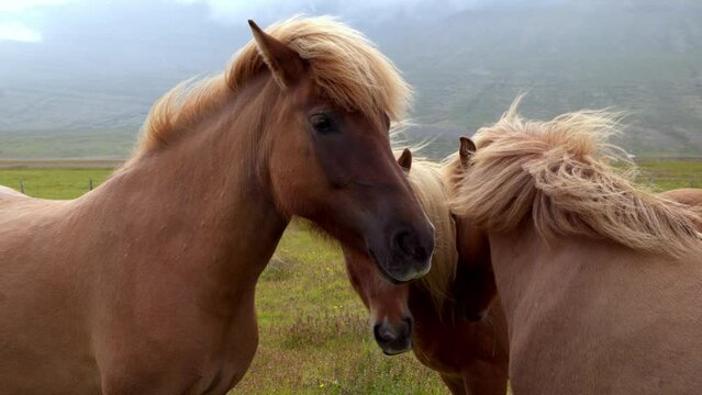 Handheld shot of three beautifull blond maned horses sharing a field very close