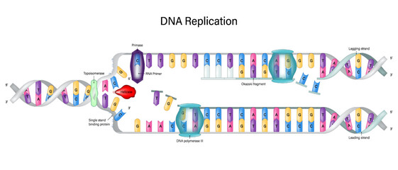 DNA Replication diagram. DNA Polymerase enzyme syntheses. Synthesis of leading strand and lagging strand during DNA replication. Okazaki fragment.
