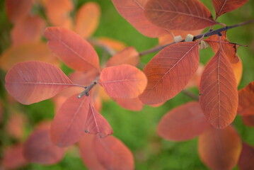 Bright yellow round leaves, beautiful autumn background of leaves against the backdrop of an autumn blurred city, orange leaves on a bush branch, autumn tree landscape Cotinus coggygria