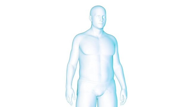 3D rendered Medical Animation of A man's transformation from fat to fit.