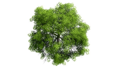 Fototapeta premium 3D Top view Green Trees Isolated on PNGs transparent background , Use for visualization in architectural design or garden decorate 
