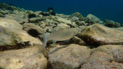 Golden grey mullet (Chelon auratus) undersea, Aegean Sea, Greece, Thasos island
