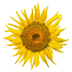 Yellow sunflower isolated on transparent background