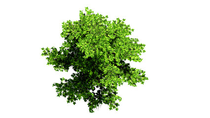 Obraz premium 3D Top view Green Trees Isolated on PNGs transparent background , Use for visualization in architectural design or garden decorate 