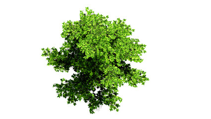 3D Top view Green Trees Isolated on PNGs transparent background , Use for visualization in architectural design or garden decorate	
