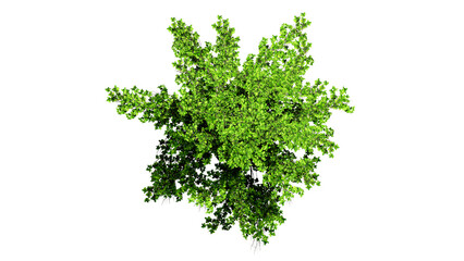 3D Top view Green Trees Isolated on PNGs transparent background , Use for visualization in architectural design or garden decorate	
