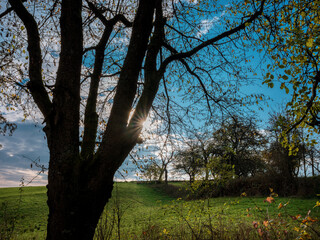 Obraz premium Am Feldrand Bäume