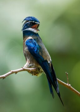 Vertical shot of a female whiskered treeswift on a branch