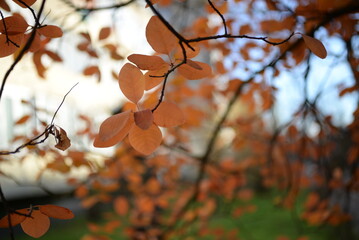 Bright yellow round leaves, beautiful autumn background of leaves against the backdrop of an autumn blurred city, orange leaves on a bush branch, autumn tree landscape Cotinus coggygria