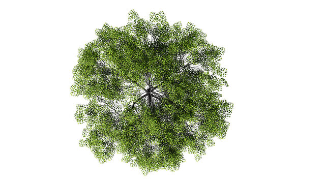 3D Top view Green Trees Isolated on PNGs transparent background , Use for visualization in architectural design or garden decorate	
