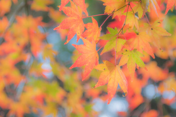 紅葉　ソフトタッチ