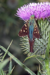 Esmerelda long-tailed skipper (Urbanus esmeraldus) on a Scotch thistle flower in a field in...