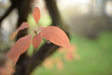 Bright yellow round leaves, beautiful autumn background of leaves against the backdrop of an autumn blurred city, orange leaves on a bush branch, autumn tree landscape Cotinus coggygria