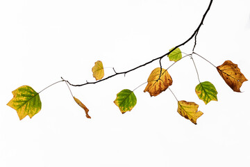 Autumn tree branch against gray sky