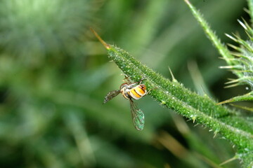 Hover fly on a Scotch thistle plant in a field in Cotacachi, Ecuador