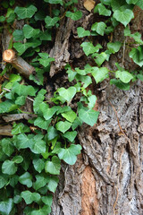 Ivy growing on the tree, colorful autumn leave sin the background. Autumn in the forest. Selective focus.