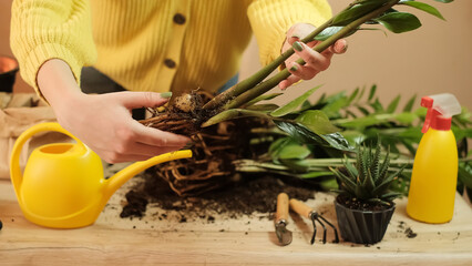 Woman gardener repotting zamiokulkas and haworthia striata flowers into new pot on wooden table, home garden concept, plant transplanting, home gardening, garden tools