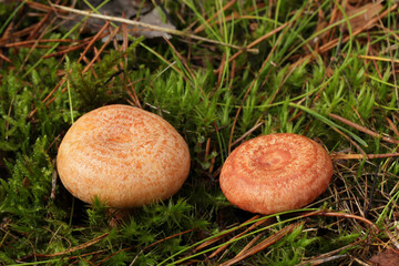 Comparison of mushrooms, which from above are easy to confuse. On the left is the tasty and edible...