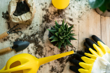 Watering a flower from a garden watering can, garden tools lie on a wooden table, a shovel, a yellow watering can, a sprinkler, a rake, gloves, a zamiokulkas flower, a striped haworthia flower,