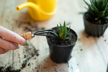 weed the beds, garden tools lie on a wooden table, a shovel, a yellow watering can, a sprinkler, a rake, gloves, a zamiokulkas flower, a striped haworthia flower, land for transplanting, fertilizers