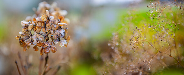 Floral autumnal background with dried hydrangea. Seasonal concept. Colors of autumn.
