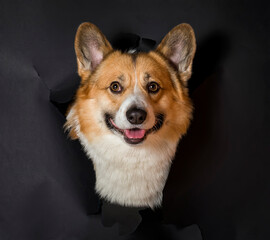 portrait of a funny smart corgi puppy peeking out of a torn hole on a background of black insulated paper and smiling