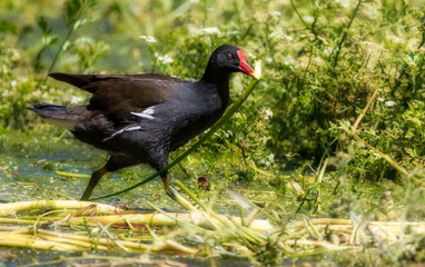 Common Moorhen Building a Nest on the Great Stour River, Canterbury, England