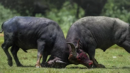 Zelfklevend Fotobehang Closeup of two water buffalos struggling with horns in the forest © Sandaru Liyanage/Wirestock Creators