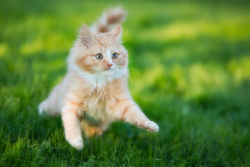 Naklejka na ściany i meble Cute, Long-Haired Kitten Playing on the Lawn