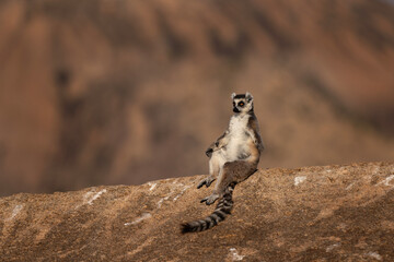 Ring tailed lemur in the Anja park. Lemur kata on the Madagascar island. Madagascar fauna. Lemur with the striped tail. Lemurs Kata sunbathing on the rock.  © prochym