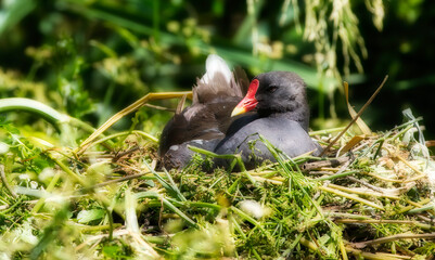 Common Moorhen Brooding on the Great Stour River, Canterbury, England
