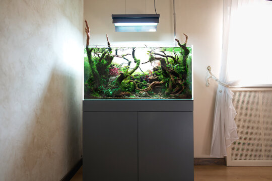  Beautiful freshwater aquascape with live aquarium plants, Frodo stones, redmoor roots covered by java moss and a school of blue neon tetra fish. Standing in room with window and curtain.