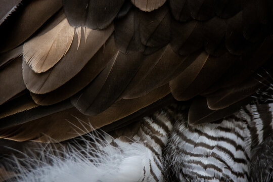 Bird wing with brown feathers