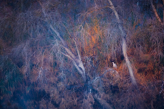 Bird sitting on leafless trees growing in autumn forest