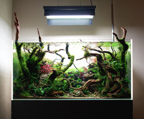 Beautiful freshwater aquascape with live aquarium plants, Frodo stones, redmoor roots covered by java moss and a school of blue neon tetra fish. © Alex Unders