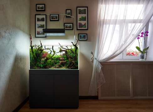  Beautiful freshwater aquascape with live aquarium plants, Frodo stones, redmoor roots covered by java moss and a school of blue neon tetra fish. Standing in room with window and curtain.