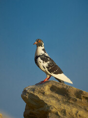 motley dove sits on a rock.