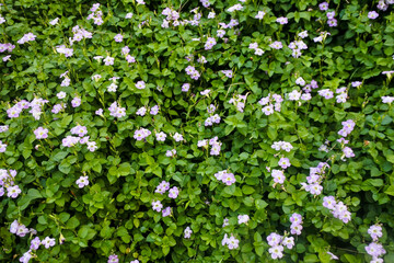 a bed of Chinese violet plants or also known as coromandel (Asystasia gangetica) with beautiful blooming purple flowers	