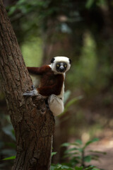 Obraz premium Coquerel's sifaka in the Tana part. White sifaka on the Madagascar island. Madagascar fauna. White sifaka with brown part of body. 