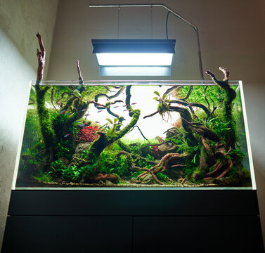  Beautiful freshwater aquascape with live aquarium plants, Frodo stones, redmoor roots covered by java moss and a school of blue neon tetra fish. A shot from low angle.
