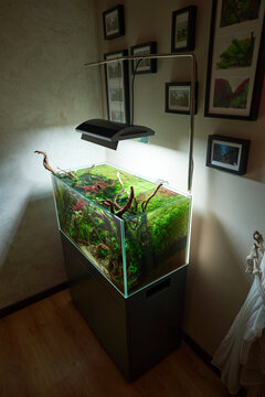  Corner view of beautiful freshwater aquascape with live aquarium plants, Frodo stones, redmoor roots covered by java moss and a school of blue neon tetra fish. 