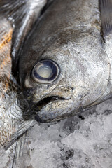 Fresh fish at the Central Market (Mercado Central) in Santiago de Chile