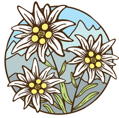 edelweiss flower icon vector alpine icon flat web sign symbol logo label - 548538871