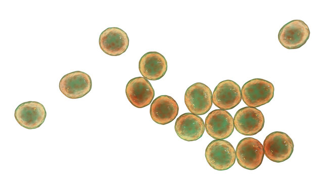 Bacteria methicillin-resistant Staphylococcus aureus MRSA
